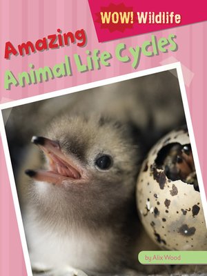 Amazing Animal Life Cycles - ebook